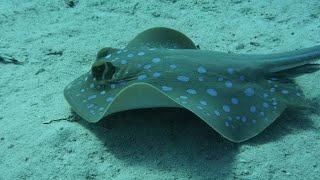 Stingray Tickling stingray [upl. by Maurita]