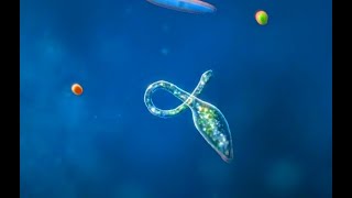 Bionix Update Review New cell Lacrymaria Bionix Spore Beginnings [upl. by Dyann]