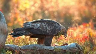 Maakotka Golden Eagle ruokailee syksyn värimaisemassa Oulangan kansallispuistossa 4K HDR [upl. by Nowahs]