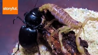 Epic Scorpion VS Warrior Beetle [upl. by Gainor]