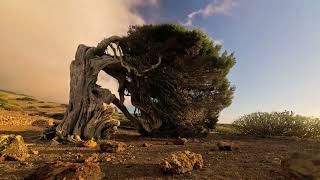 El Hierro The Untamed Canary Island [upl. by Quitt]