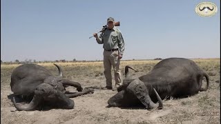 Double Cape Buffalo Hunt in Caprivi  Thormahlen amp Cochran Safaris [upl. by Zitah552]