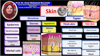 Histology of skin Prof Dr Amal Mohamed Moustafa [upl. by Aneeb]