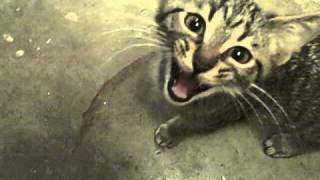 Baby Kittens Meowing [upl. by Shear]