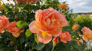 Rosen in Blüte Lady of Shalott Elbflorenz Wisley Pat Austin amp Crown Princess Margareta [upl. by Pirozzo908]