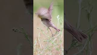 Songbird Sounds A Dickcissel Spiza americana Sings To Claim His Territory [upl. by Kape650]