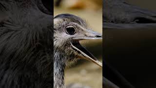 quotAustralia vs Emus Inside the Hilarious ‘Emu War’quot [upl. by Chloe]