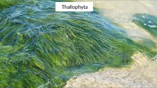 Class 9  Biology  Diversity in Living Organisms  THALLOPHYTA [upl. by Hobart]