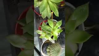 green plant relaxingmusic relaxing love plantsman plantlife shadyplants [upl. by Xanthus]