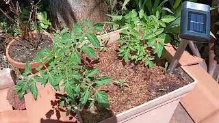 Tomato Seedlings Getting Bigger [upl. by Inafets]