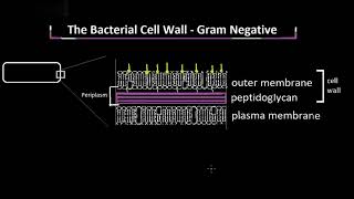 Structure of the Gram Negative Cell Wall Explained [upl. by Ardenia]