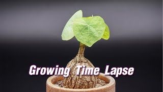 Growing Stephania Suberosa Time Lapse 21 Days [upl. by Oht]