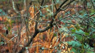 Chickadee Bird Sound In Vancouver [upl. by Noryv]