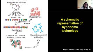 Monoclonal Antibodies and their role in DLBCL Treatment [upl. by Afnin]