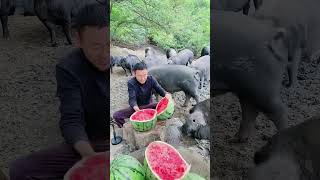 Slicing Watermelons for the Pigs A Summer Delightcute pigeon shorts funny pig farming [upl. by Hewett]