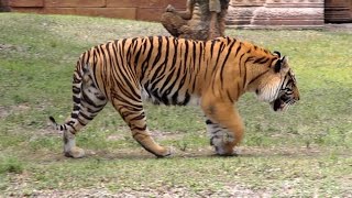 Bengal Tiger Roar and Grooming in HD  Captivating Beauty [upl. by Atsiuqal]