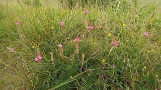 The Marvelous World of Sainfoin A Deep Dive into a Nutritious and Beautiful Legume [upl. by Neelahtak]