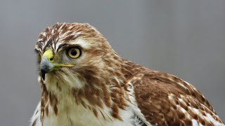 REDTAILED HAWK SHOWCASE 2 MINI DOCUMENTARY [upl. by Bever]