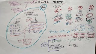 Tibial Nerve  1  Lower Limb Anatomy  TCML [upl. by Maeve]