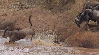 Mara River Crossing Great Migration Kenya [upl. by Lilithe604]