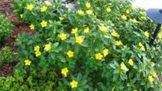 336How to grow n care Cuban ButtercupYellow AlderTurnera UlmifoliaRamgoat DashlongCathar Roses [upl. by Ahsiema]