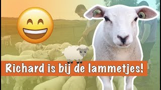 Richard bezoekt schattige lammetjes  DierenpraatTV [upl. by Dleifyar]