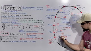 Peroxisome Structure and Functions of Peroxisome Detailed Series [upl. by Sacul]