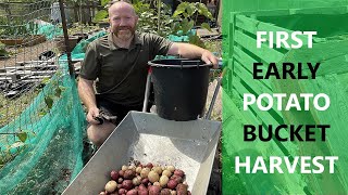 First Early Potato Harvest  Potatoes in Containers  Potatoes Marks Allotment Plot [upl. by Kahl793]