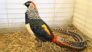 Faisan Lady Amherst  Pheasant  التدرج طائر  野雞  Sülün [upl. by Netniuq]