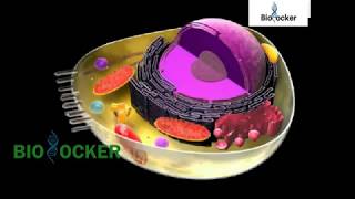 DNA ve RNA nın Yapısı  Biolocker  Biyoloji Animasyon [upl. by Nnylram]