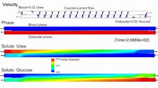 etp342 CFD dialysis simulation [upl. by Aohsoj]