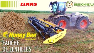 Fauche de lentilles avec la SAS BRIDONNEAU et son XERION avec la coupe HONEY BEE [upl. by Wilscam681]