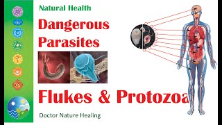 How Flukes TAKE OVER Your Body  Dangers of Human Parasites [upl. by Merrel]