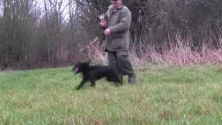 Cocker spaniel gundog training [upl. by Ettener]