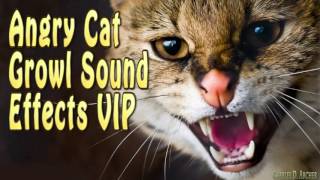 Angry CAT Growl Sound Effects High Quality 2016 [upl. by Lurlene]