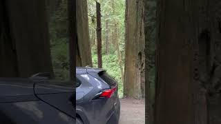 Road to Grove of Titans trail head redwood national park California [upl. by Ymmas]