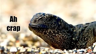 Ozzy Man Reviews Iguana vs Snakes  Planet Earth 2 [upl. by Allain]