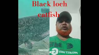 loch Ness catfish biggest size viralshort fish underwater fishing riverfishing fishng [upl. by Innavoj]