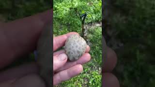 The best Petoskey stone ever rocks rockhounding petoskey [upl. by Telford766]