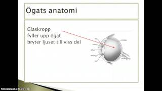 Ögats funktion [upl. by Erdnuaed]