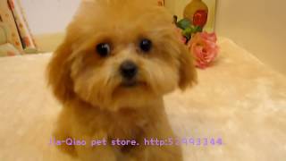 Big Teacup Poodle 003 Singapore  Pocket poodle Super tiny teacup poodle Teacup poodle Toy poodle [upl. by Martainn]