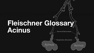 Fleischner Glossary  Acinus [upl. by Fraser]