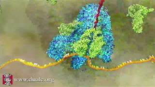 mRNA Translation Advanced [upl. by Ardnazil126]