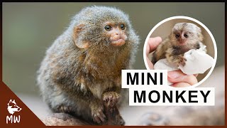 Pygmy Marmoset  Worlds Smallest Monkey [upl. by Nnyleuqcaj833]