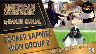 Cocker Spaniel Ne Jeeta Group 8  Ludhiana Kennel Club  Judge Ranjit Munjal  dogshow [upl. by Aineles818]