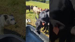 Border Collie herding catlle [upl. by Yelsek]