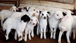 Cute Lamb Videos  Baby Sheep Sound [upl. by Adiraf]