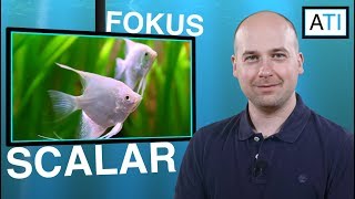 Fokus på scalare angelfish i 4K [upl. by Oidivo]