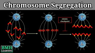 Chromosome Segregation [upl. by Clower]