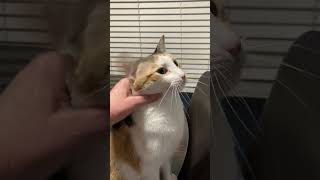 Pitter Is Living Her Best Life cat catsofyoutube [upl. by Name51]